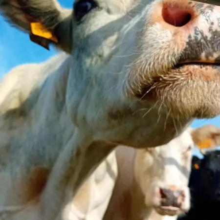 Le Petit Отель типа 