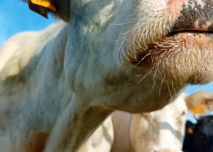 Le Petit Bed & Breakfast Durbuy